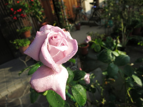 IMG_4735