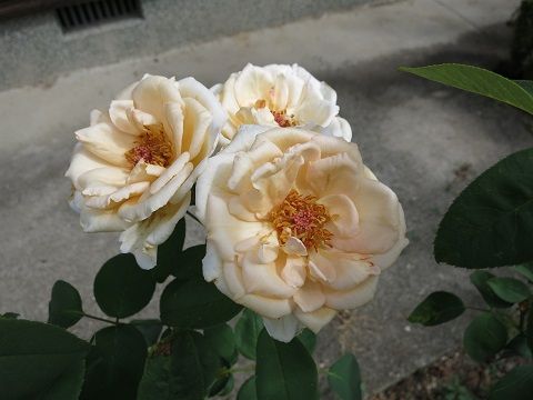 IMG_9660