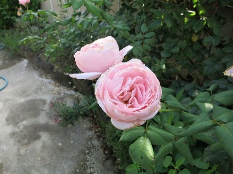 IMG_8821