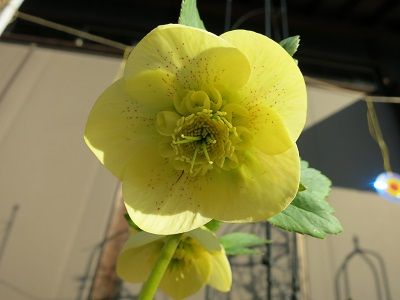 IMG_6305