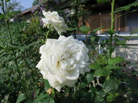 IMG_8532