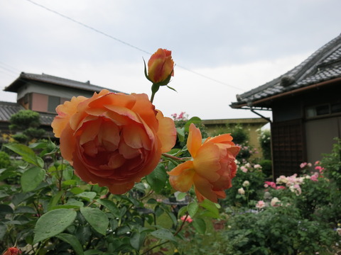 IMG_3888