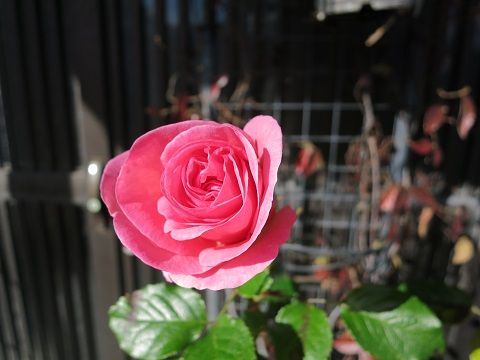 IMG_2604