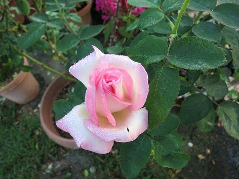 IMG_0501