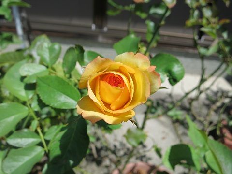 IMG_8994