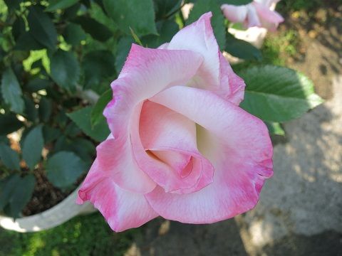 IMG_7074