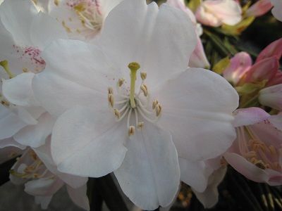 IMG_0111