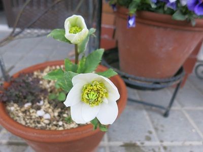 IMG_6521