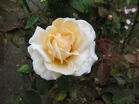 IMG_0320