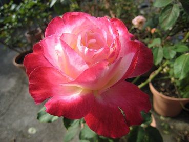 IMG_9492