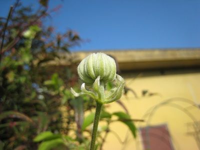 IMG_0248