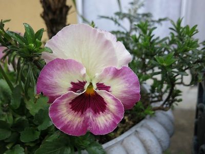 IMG_6581