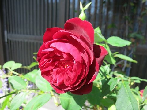 IMG_1098