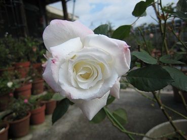 IMG_0022