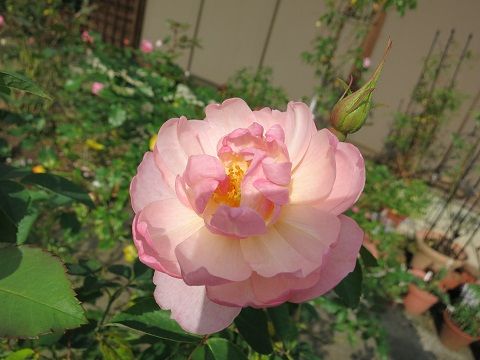 IMG_1548
