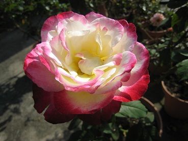 IMG_9514