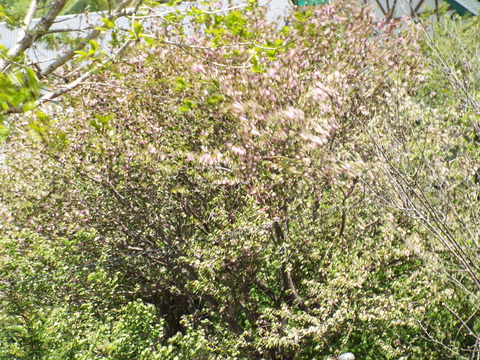 DSCF3550