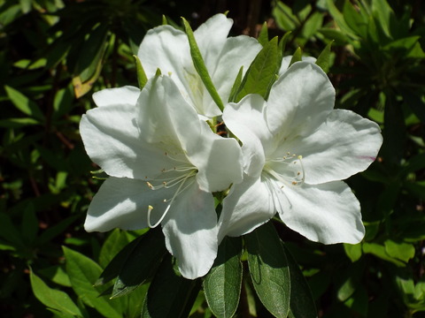 DSCF3533