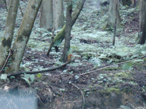 fire-bird(3)