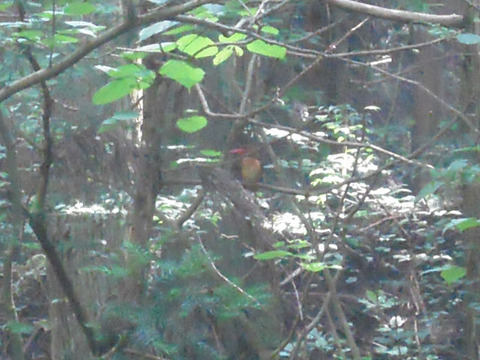 fire-bird