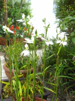 8月26日サギ草2
