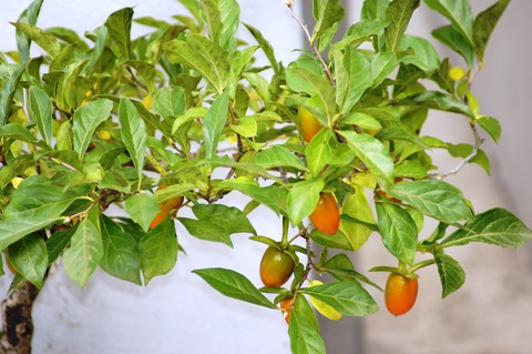 老爺柿販売 : 花重 京都 hanajyu