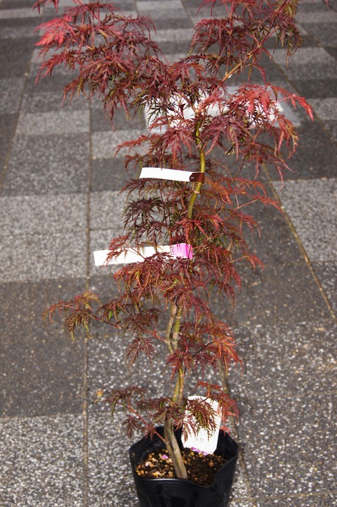 ベニシダレモミジ販売 : 花重 京都 hanajyu
