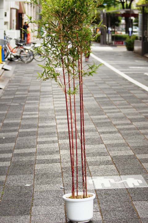 大きな紅寒竹7株以上 垣根やエントランスの植栽 朱竹 赤い竹