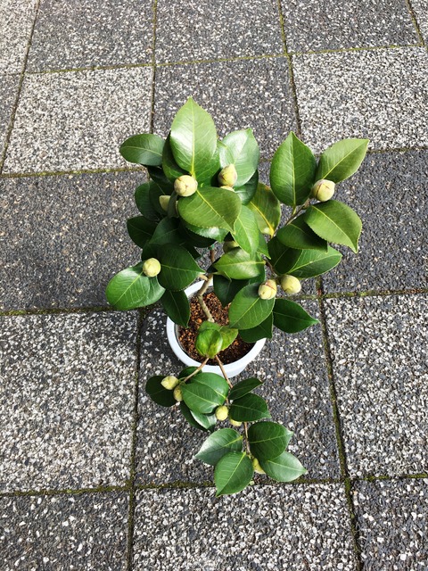 ツバキ王冠肥後椿販売 : 花重 京都 hanajyu