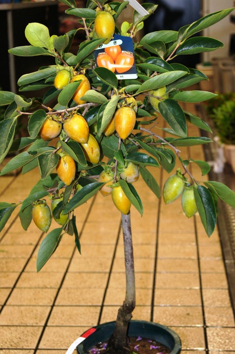 柿南京鉢 カキ（柿）：黒柿（クロガキ） 7号鉢植え の通販 | 園芸ネット