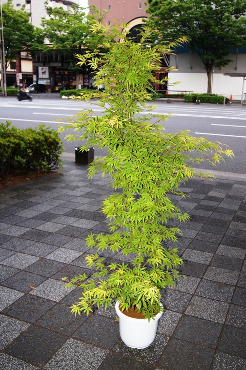 モミジです。 imgrc0105117609.jpg