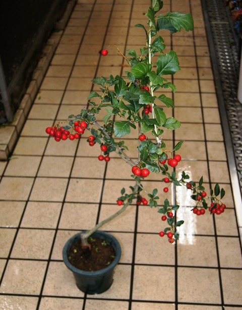 ルビーサンザシ実付き鉢 : 花重 京都 hanajyu