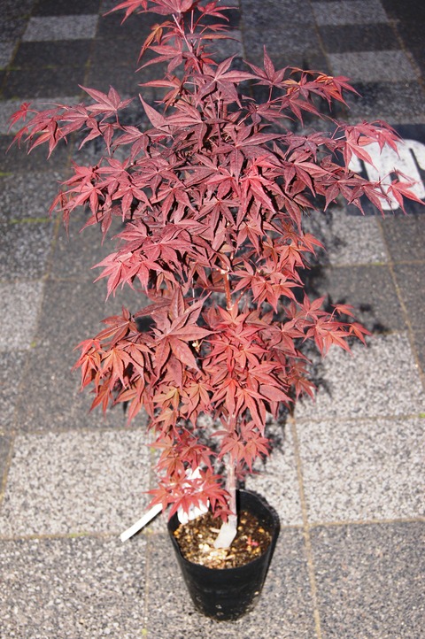ハゴロモモミジ 赤色葉 約2メートル ハゴロモモミジ 赤色葉 約2メートル