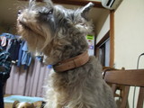 �쥶�������ء�rin
