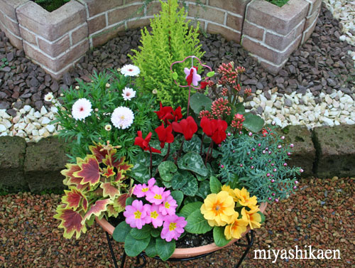 冬の寄せ植え