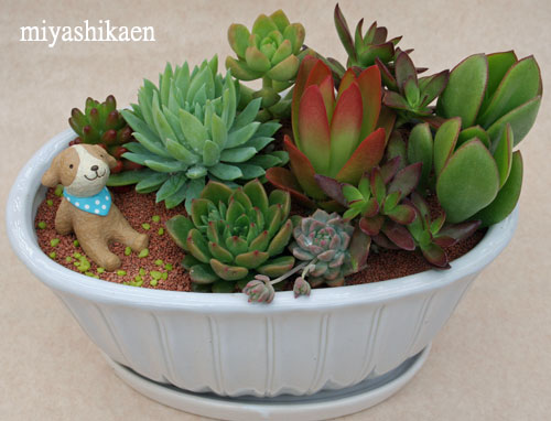 多肉植物の寄せ植え