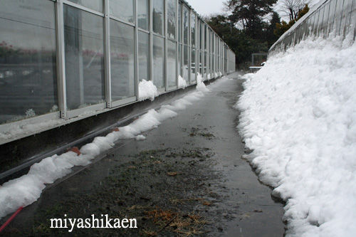 融雪装置
