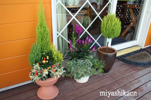 手間要らずの「夏の寄せ植え」