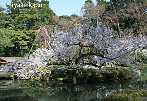 兼六園 瓢池の桜