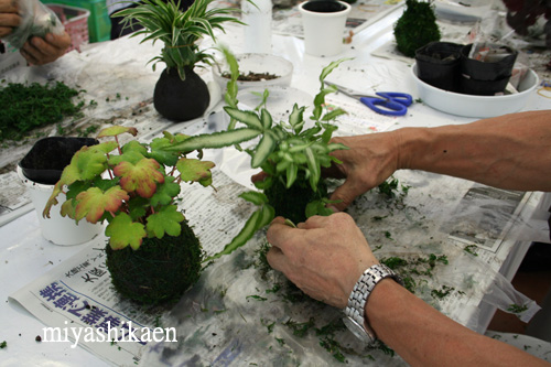 苔玉教室