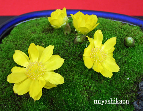 福寿草 松任芽