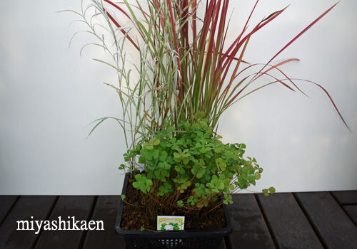 水中植物の寄せ植え