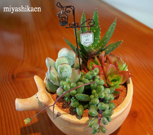 多肉植物の寄せ植え