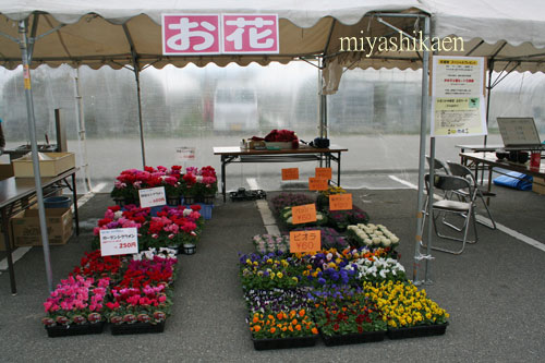 宮子花園の鉢花、花苗
