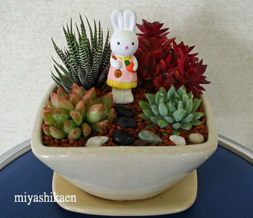 多肉植物の寄せ植え