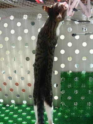 �ʤˤʤˤʤˡ���