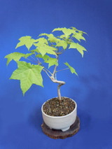 板屋楓（イタヤカエデ）盆栽 SS006 盆栽創 / 板屋楓（イタヤカエデ