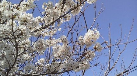 桜5