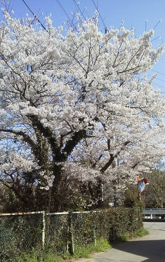 桜3