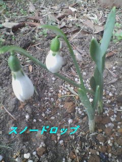 著者サイン入りスノードロップ―雪の雫の日記―